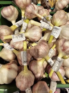 CZOSNEK WCZESNY 1SZT