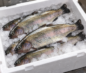 PSTRĄG TĘCZOWY PATROSZONY 5KG (ok.250-400g)