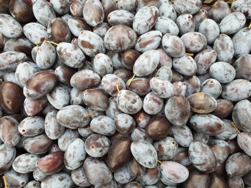 ŚLIWKA WĘGIERKA.jpg